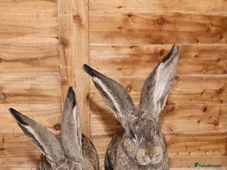 Continental Giant rabbits Continental giants - Advert 1