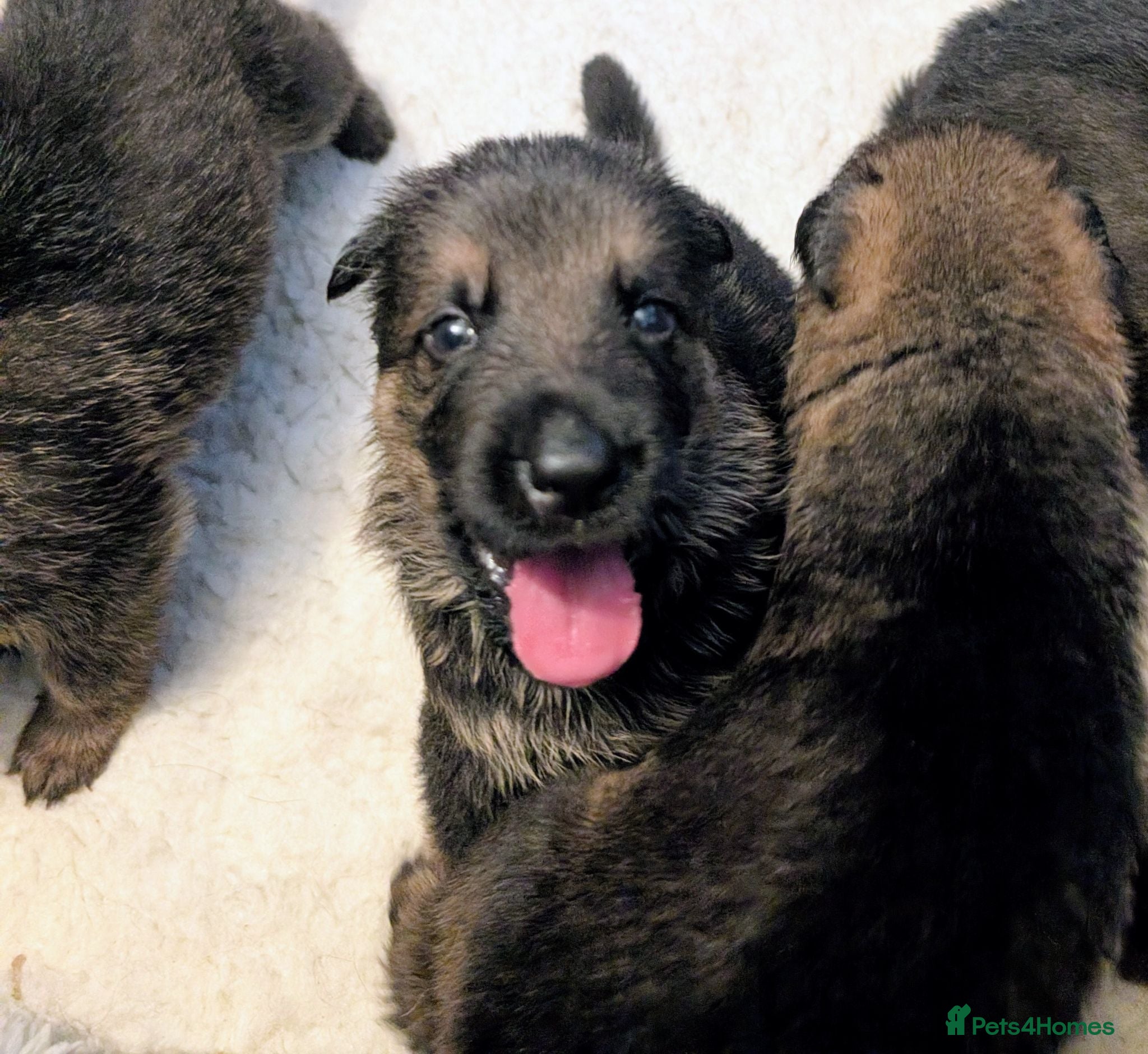 German Shepherd dogs K.C. reg GSD pups - Advert 1