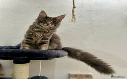 Maine Coon cats for sale: Stunning TICA Registered Maine Coon Boys Available - Image 15
