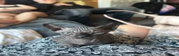Sphynx cats for sale: Beautiful sphynx babies  - Advert 15