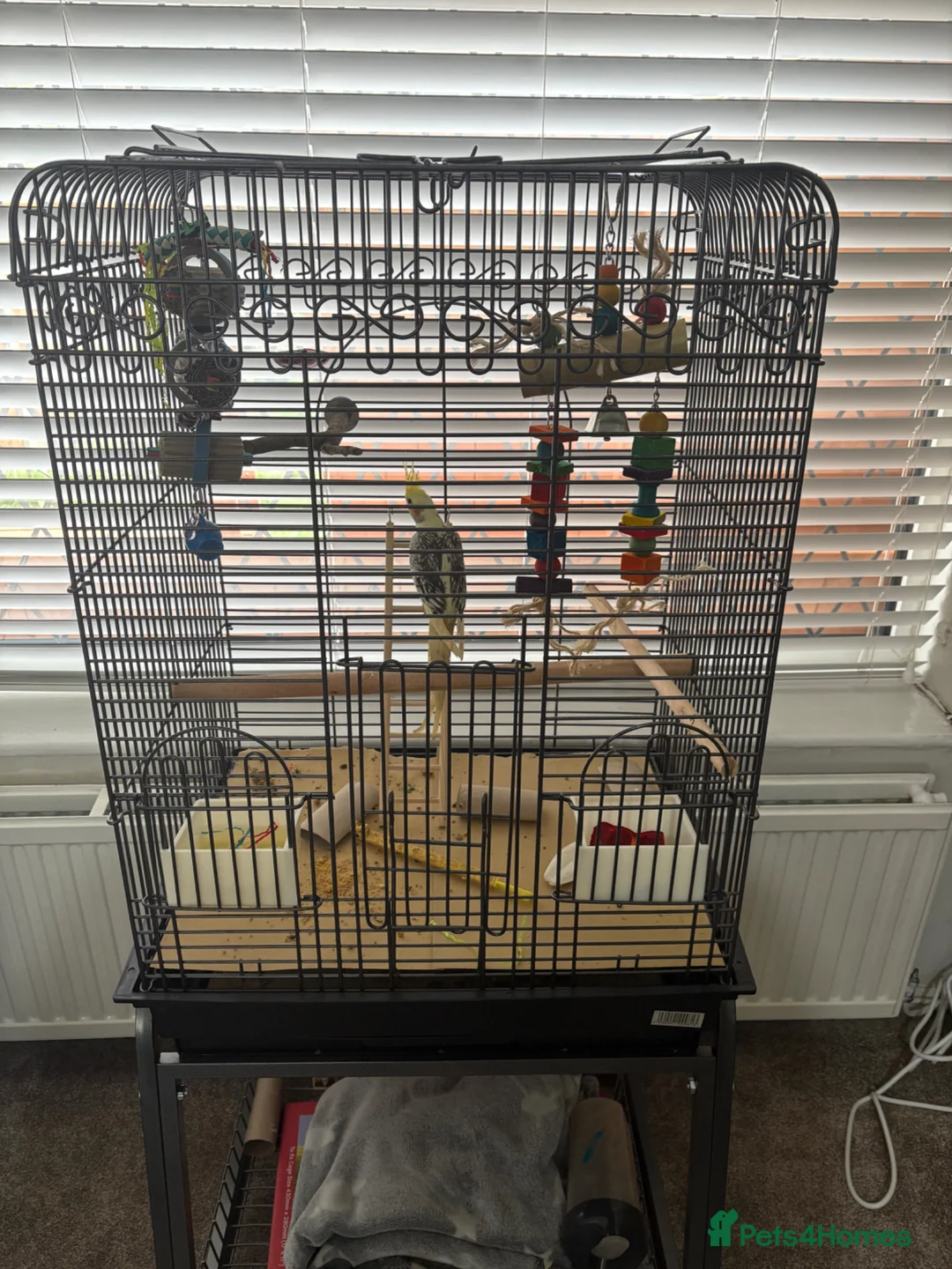 Cockatiels birds for sale: Female young cockatiel for sale - Advert 4