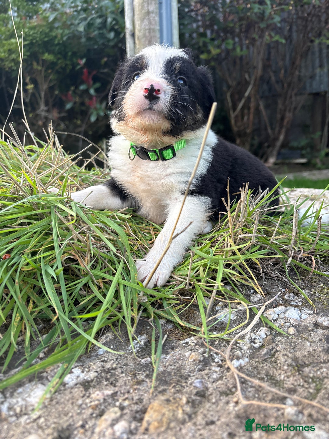 Bearded Collie dogs for sale: 🚨3/4 BEAUTIFUL BEARDIE PUPPIES 🚨 - Image 16