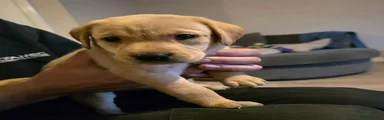 Labrador Retriever 5