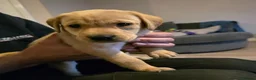 Labrador Retriever dogs for sale: Beautiful labrador puppies  - Advert 5