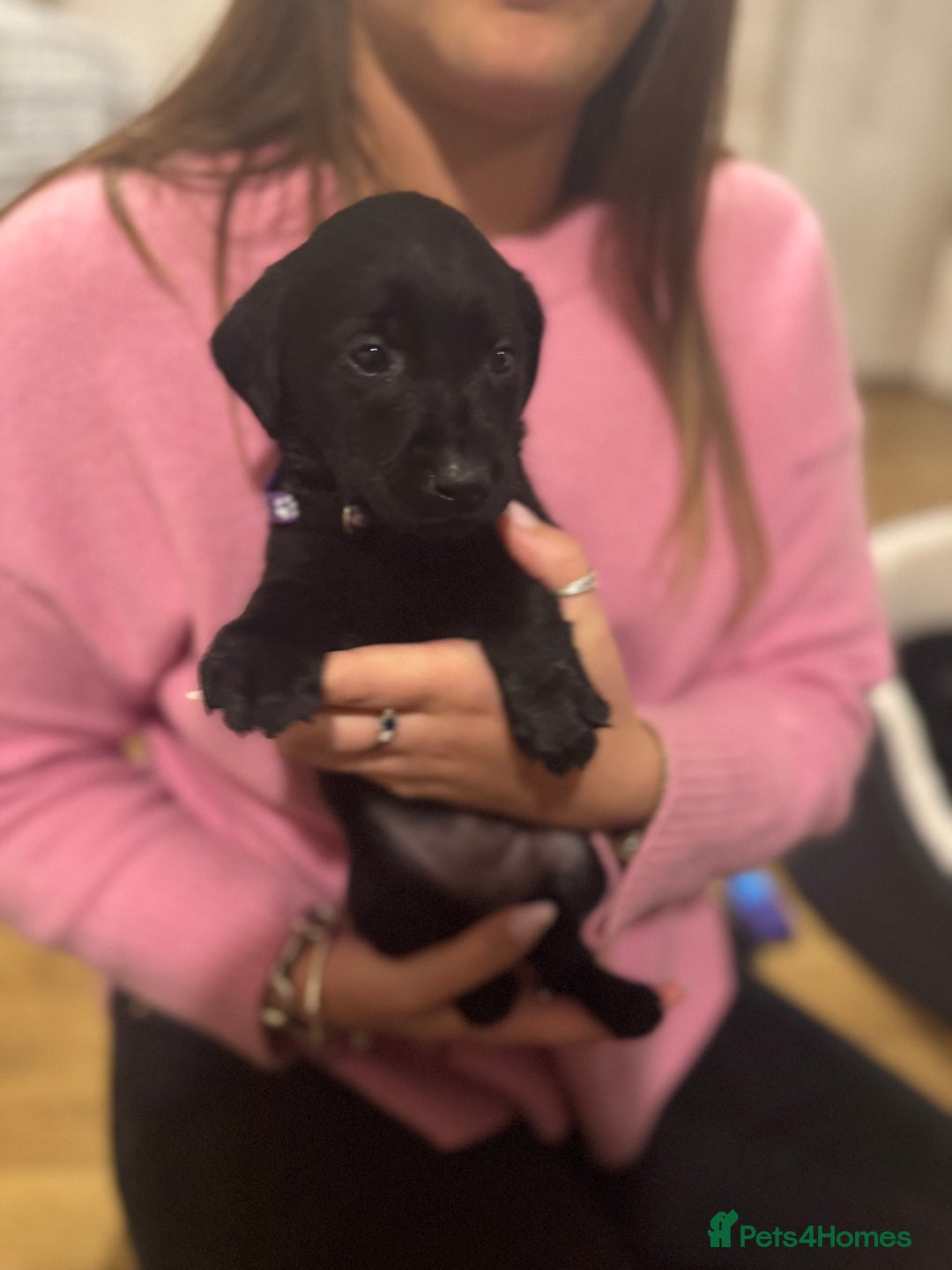 Labrador Retriever dogs for sale: Outstanding Litter of KC registered Labradors  - Image 16