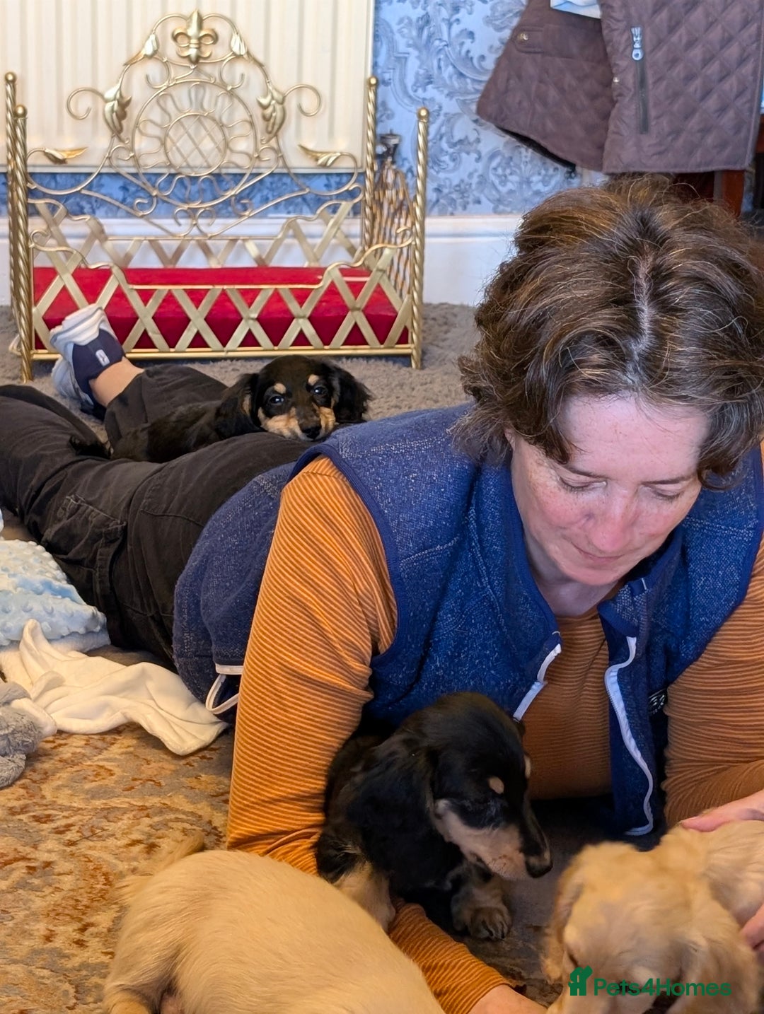 Dachshund dogs for sale: FULLY VAC'D Long Coat Mini Mini Dax Pups in Retford - Image 24