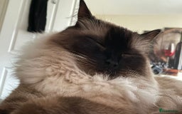Ragdoll cats for sale: Loving Home Needed for Our Dear Cat, Nina - Image 14
