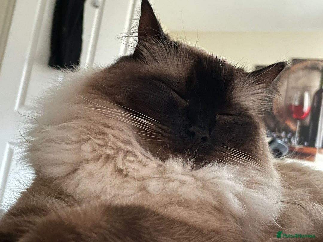 Ragdoll cats for sale: Loving Home Needed for Our Dear Cat, Nina - Image 14