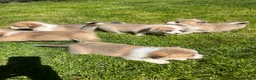 Welsh Corgi Pembroke dogs for sale: KC Reg Pembs Corgi - Advert 4