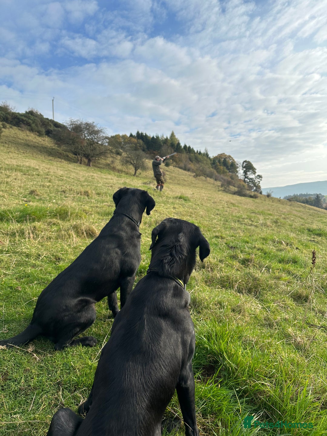 Labrador Retriever dogs for sale: 1 male Labrador puppy - Image 7