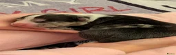 American Bully dogs for sale: Incredible Pocket Bully pups - Advert 2