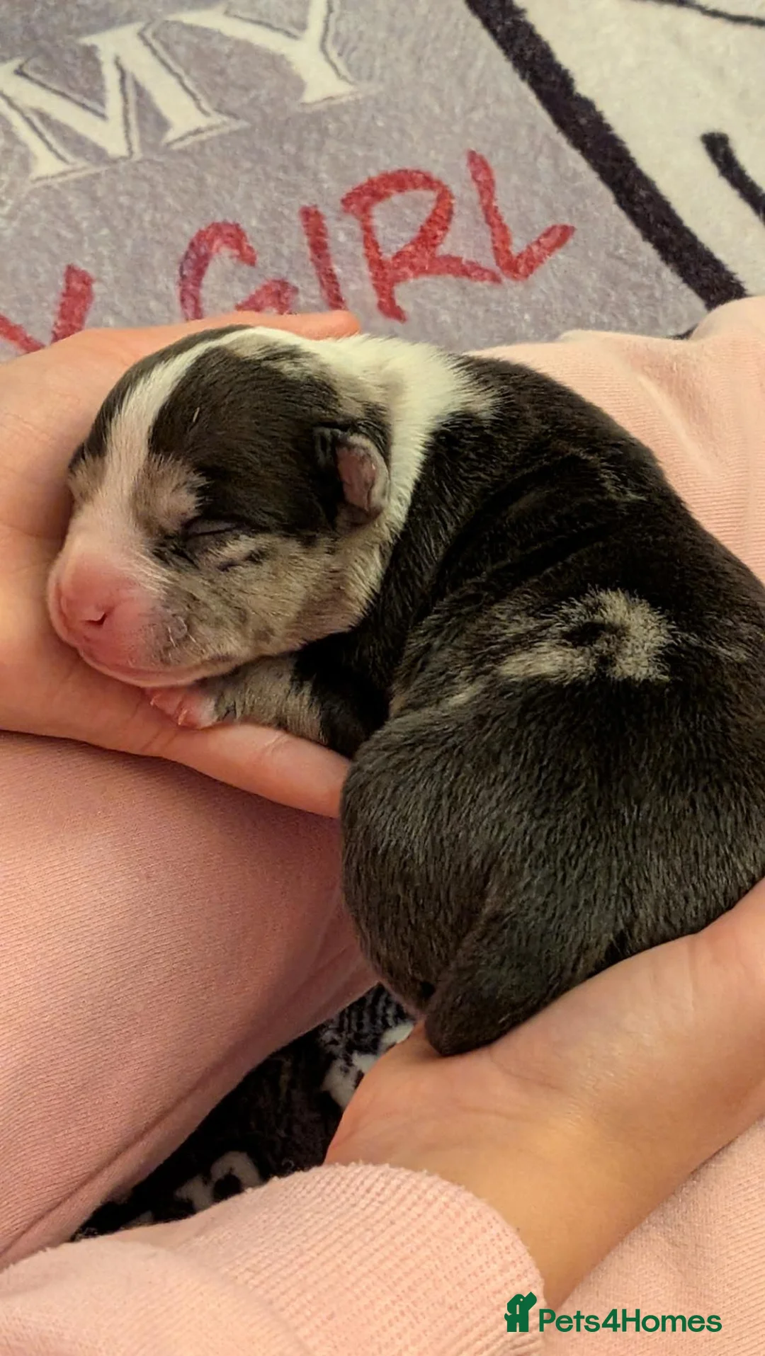American Bully dogs for sale: Incredible Pocket Bully pups - Advert 2