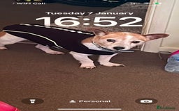 Mixed Breed dogs for sale: Free  - Advert 2