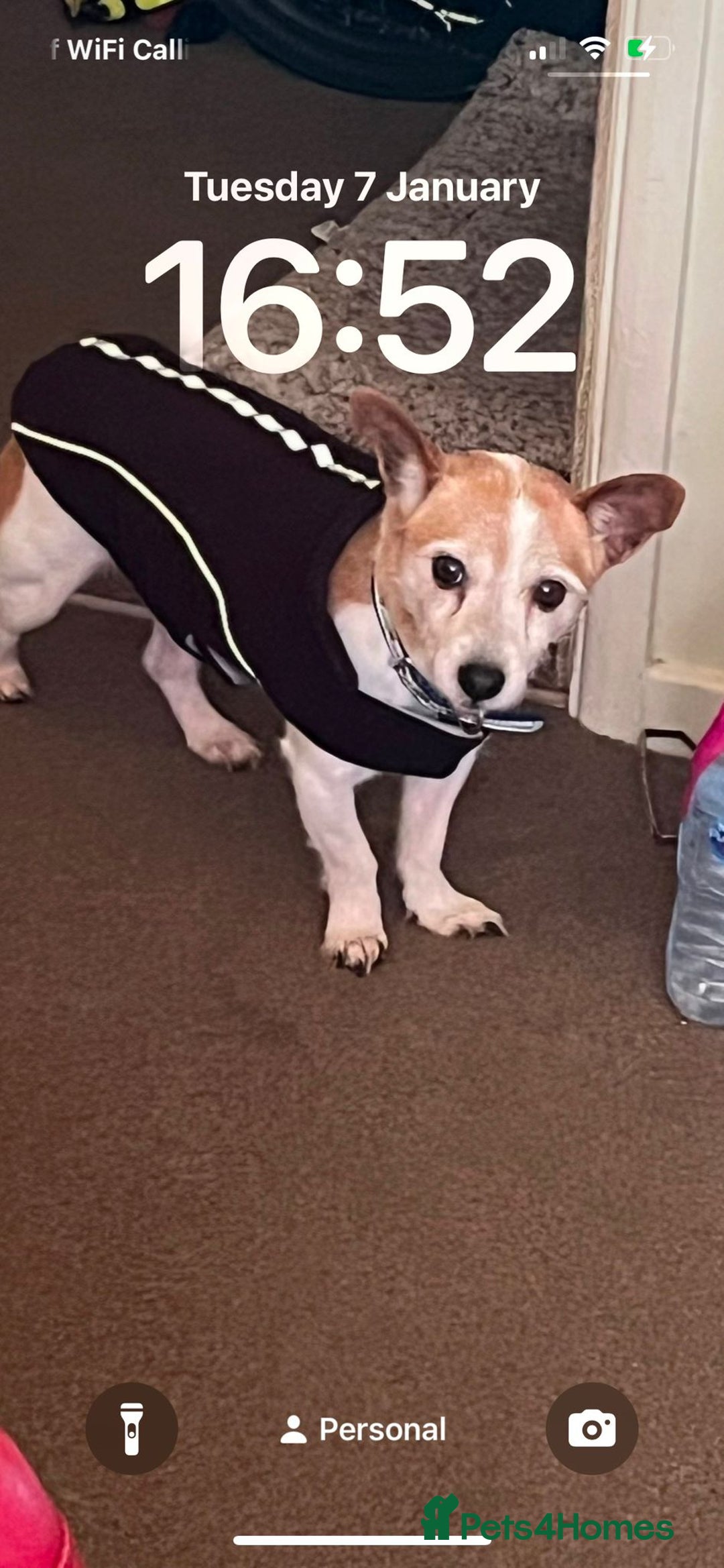 Mixed Breed dogs for sale: Free  - Advert 2