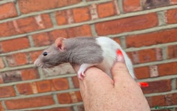 Rat rodents for sale: Last few remaining for the litters.  - Image 9