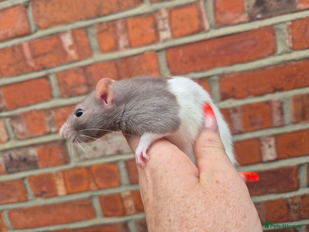 Rat rodents for sale: Last few remaining for the litters.  - Image 9