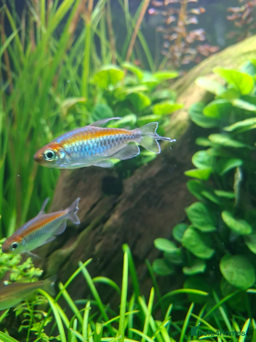 Tetras fish for sale: My congo tetras need rehoming - Advert 2