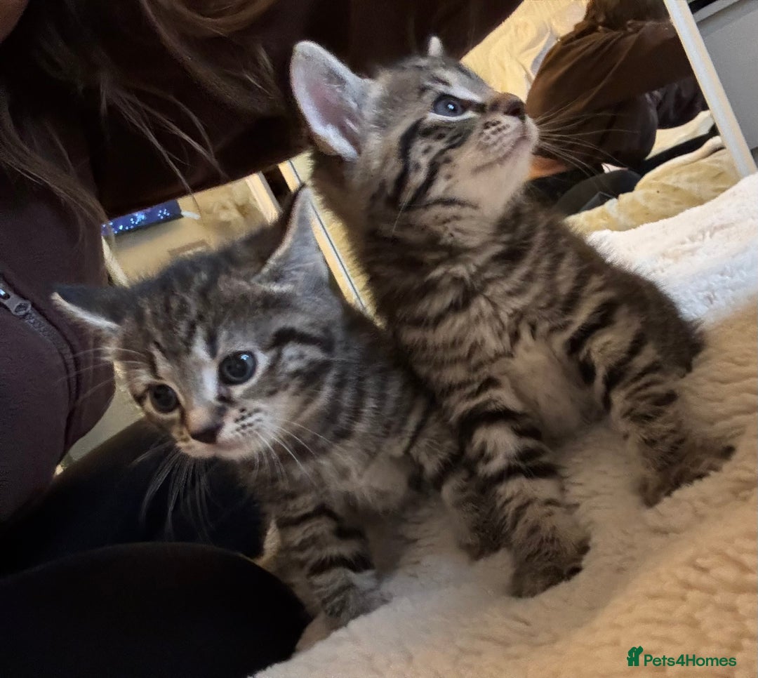 British Longhair cats for sale: Stunning kittens  - Advert 10