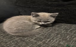 British Shorthair cats for sale: British shorthair kittens  - Image 3
