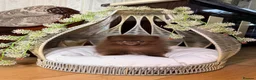 Pomeranian dogs for sale: Chocolate Pomeranian Girl and boys - Advert 10