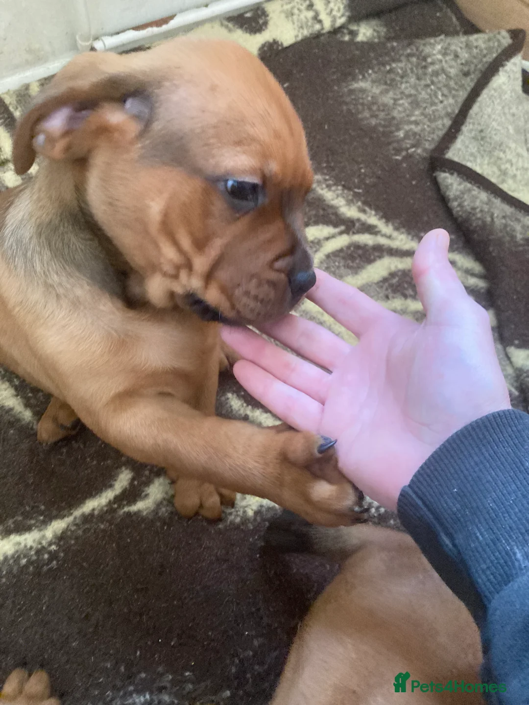 Mixed Breed dogs for sale: Rocco - Advert 7