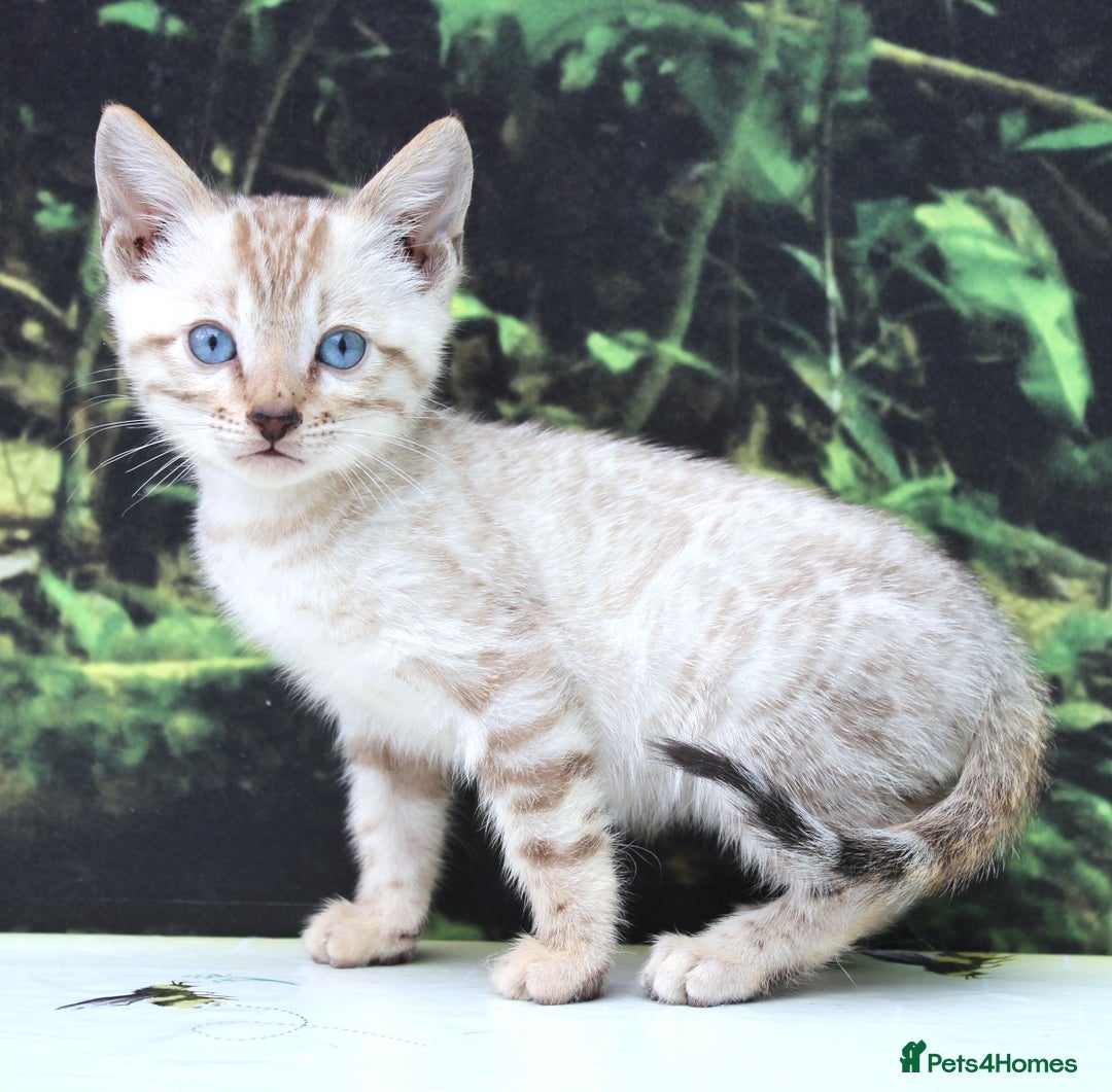 Bengal cats for sale: CUTE SNOW LYNX BENGAL KITTENS (TICA REG) - Image 18