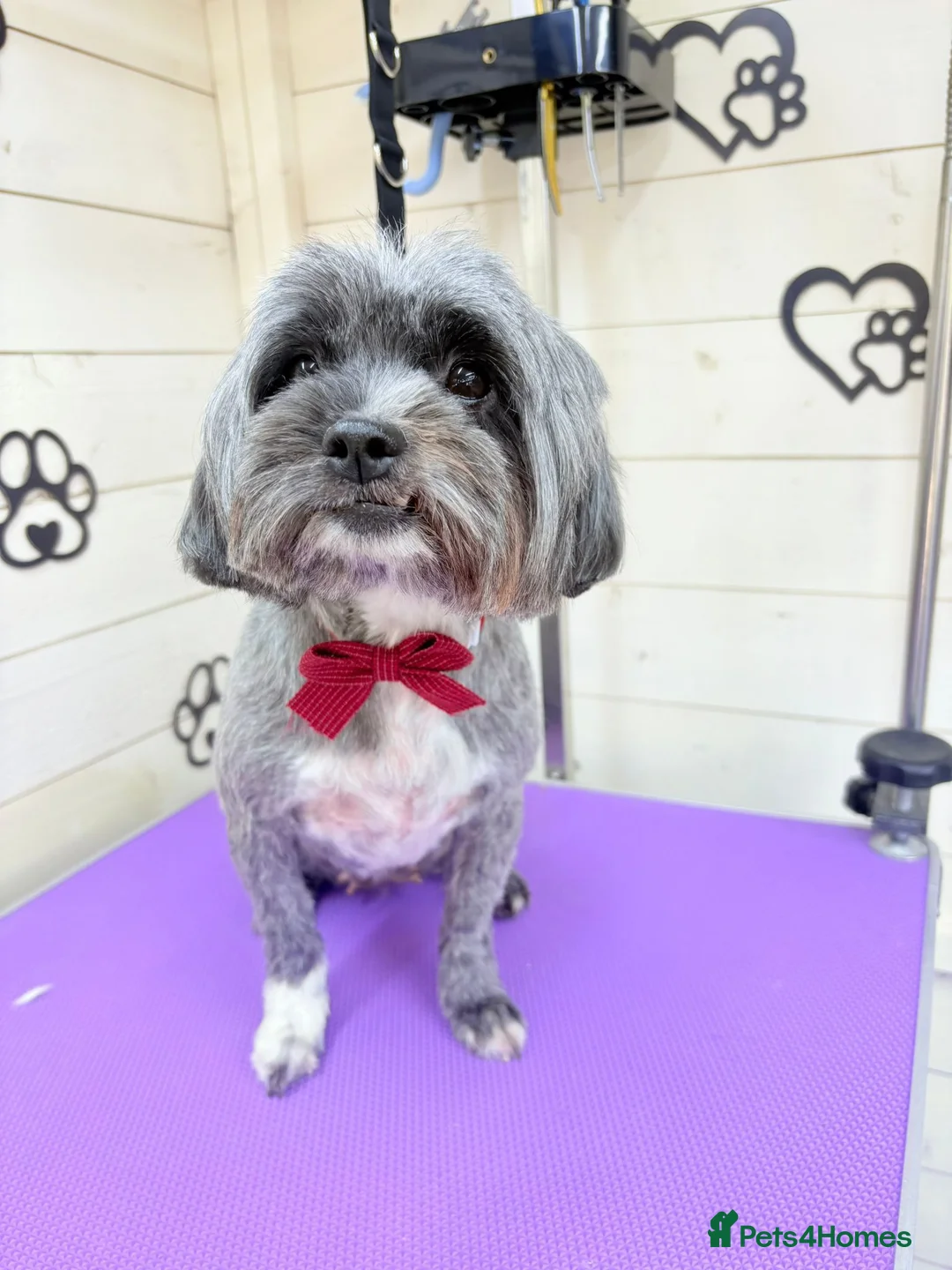 Shih Tzu dogs for sale: Shih tzu puppy's  in Peterborough - Advert 1