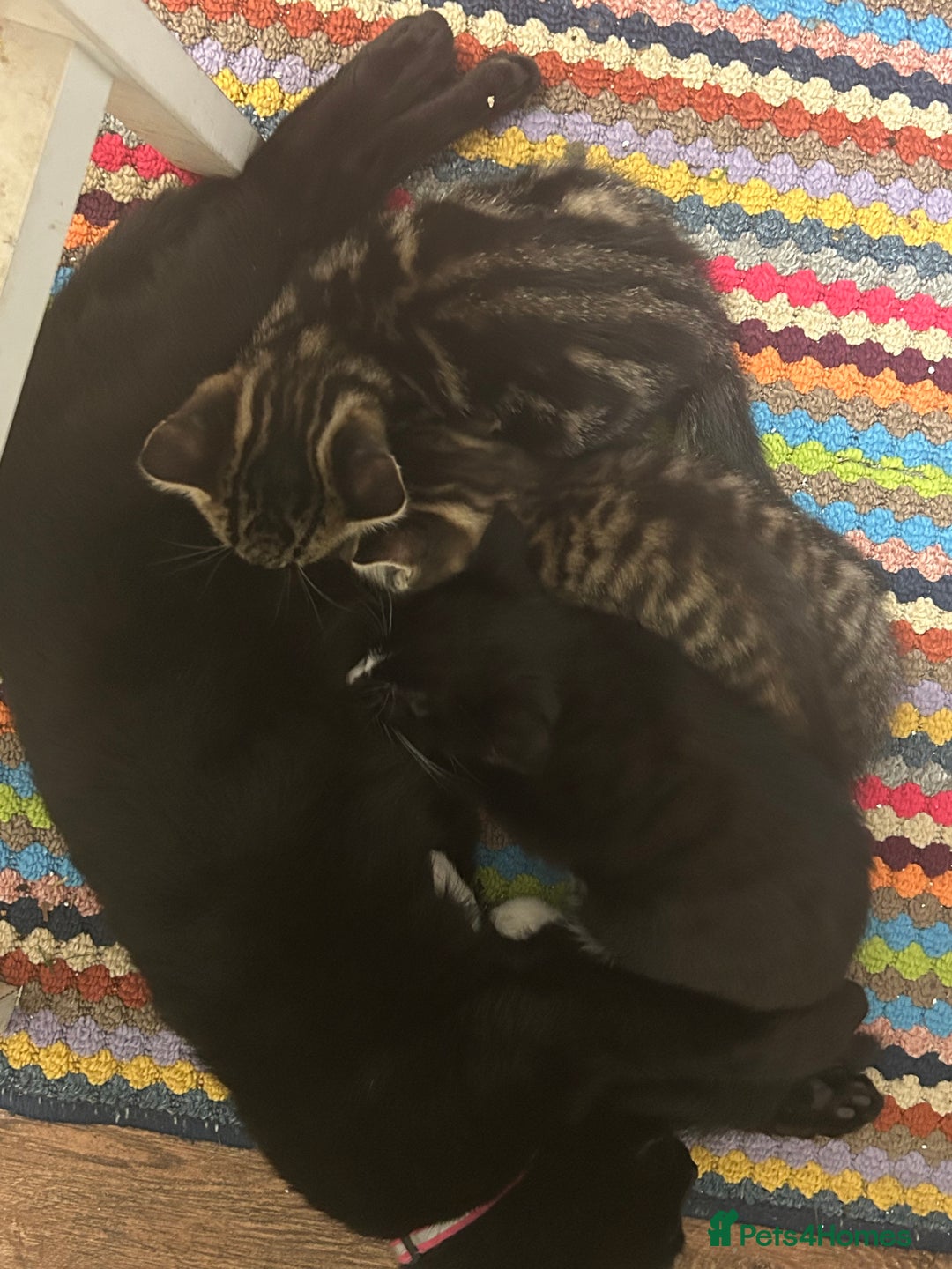 Mixed Breed cats for sale: Gorgeous, playful little kittens - Advert 17