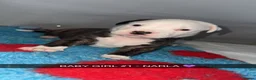 Mixed Breed dogs for sale: AMERICAN BULLDOG, BOXER CROSS - Advert 6