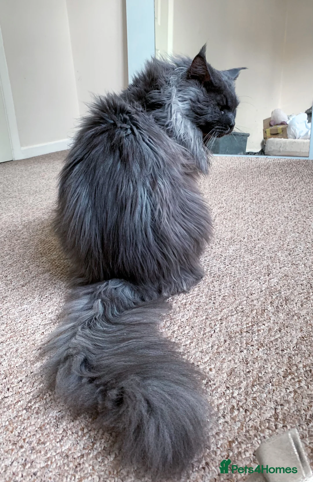 Maine Coon cats for stud: Blue boy for STUD in Ipswich - Advert 5