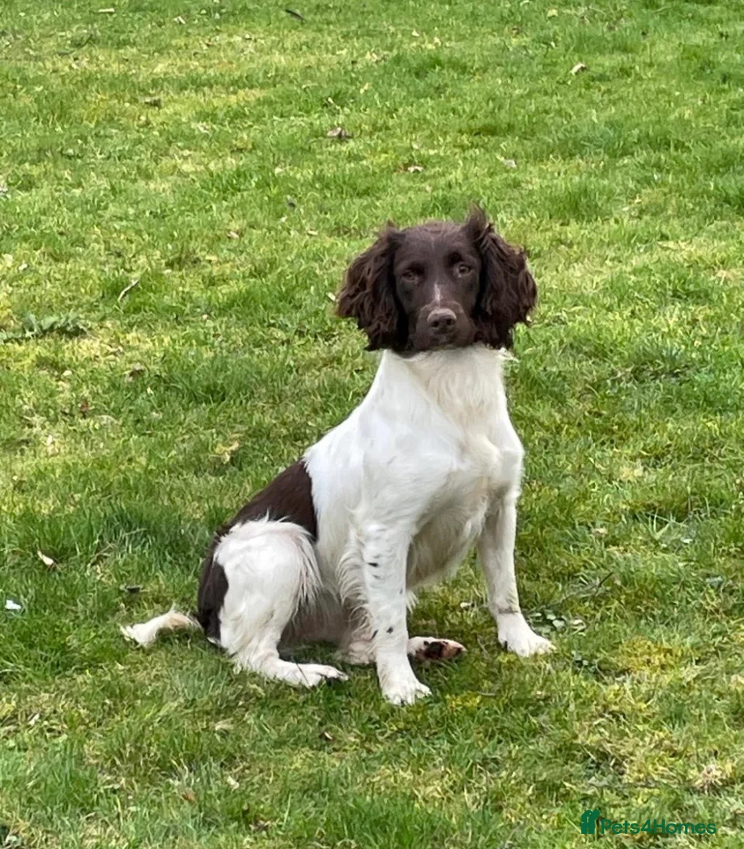 English Springer Spaniel dogs for sale: KC Springer Spaniel pups liver and white  - Advert 7