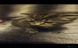 Russian Blue cats for sale: Russian blue mix - Image 20