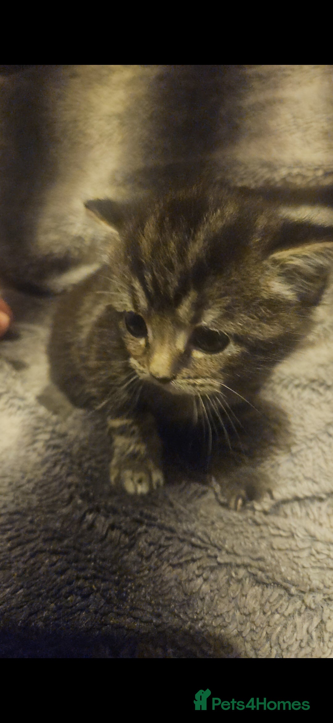 Russian Blue cats for sale: Russian blue mix - Image 20