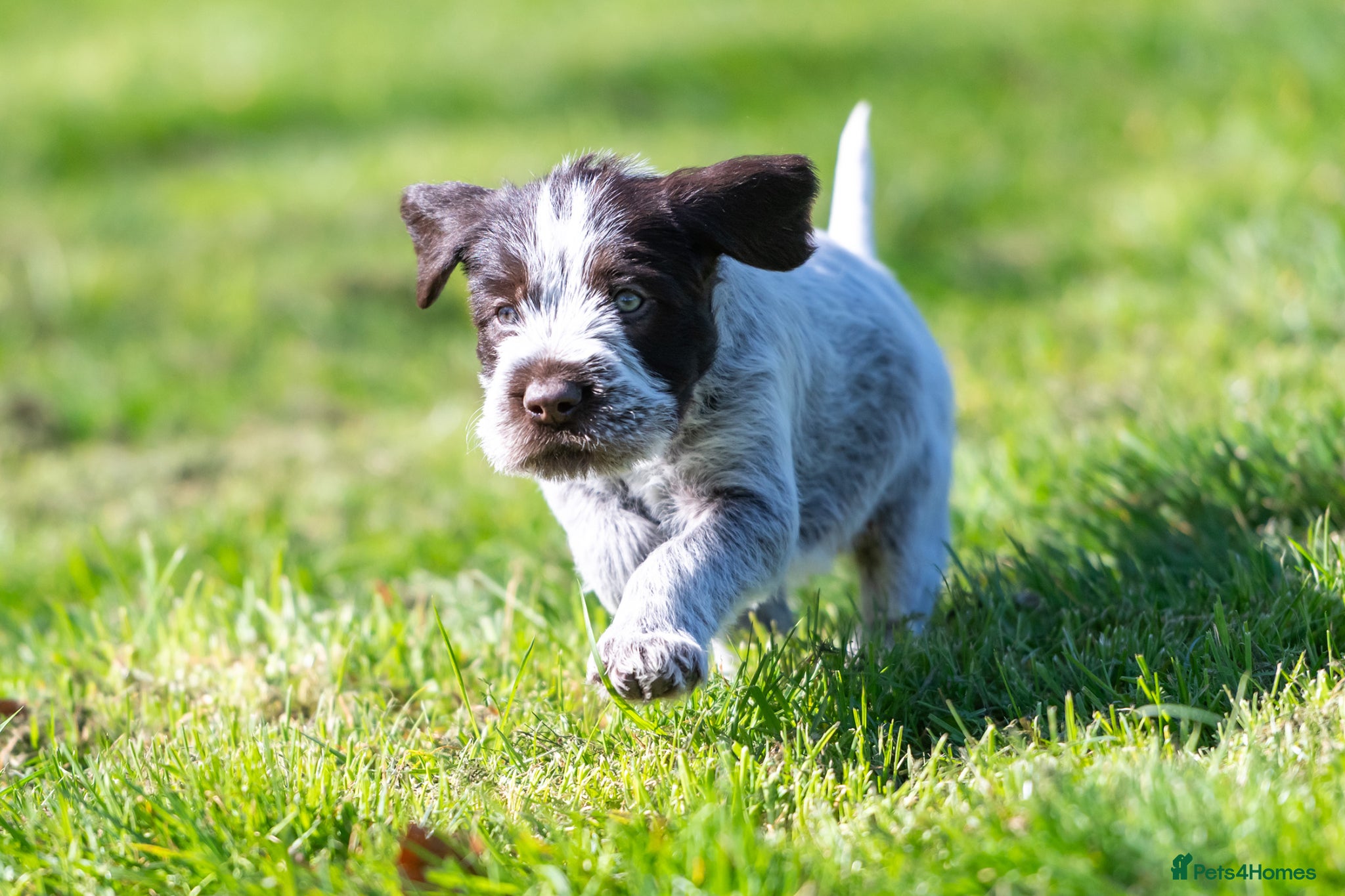 German Wirehaired Pointer dogs BEAUTIFUL CHUNKY KC REG GWP PUPS - Advert 1