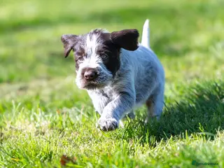 German Wirehaired Pointer dogs BEAUTIFUL CHUNKY KC REG GWP PUPS - Advert 5