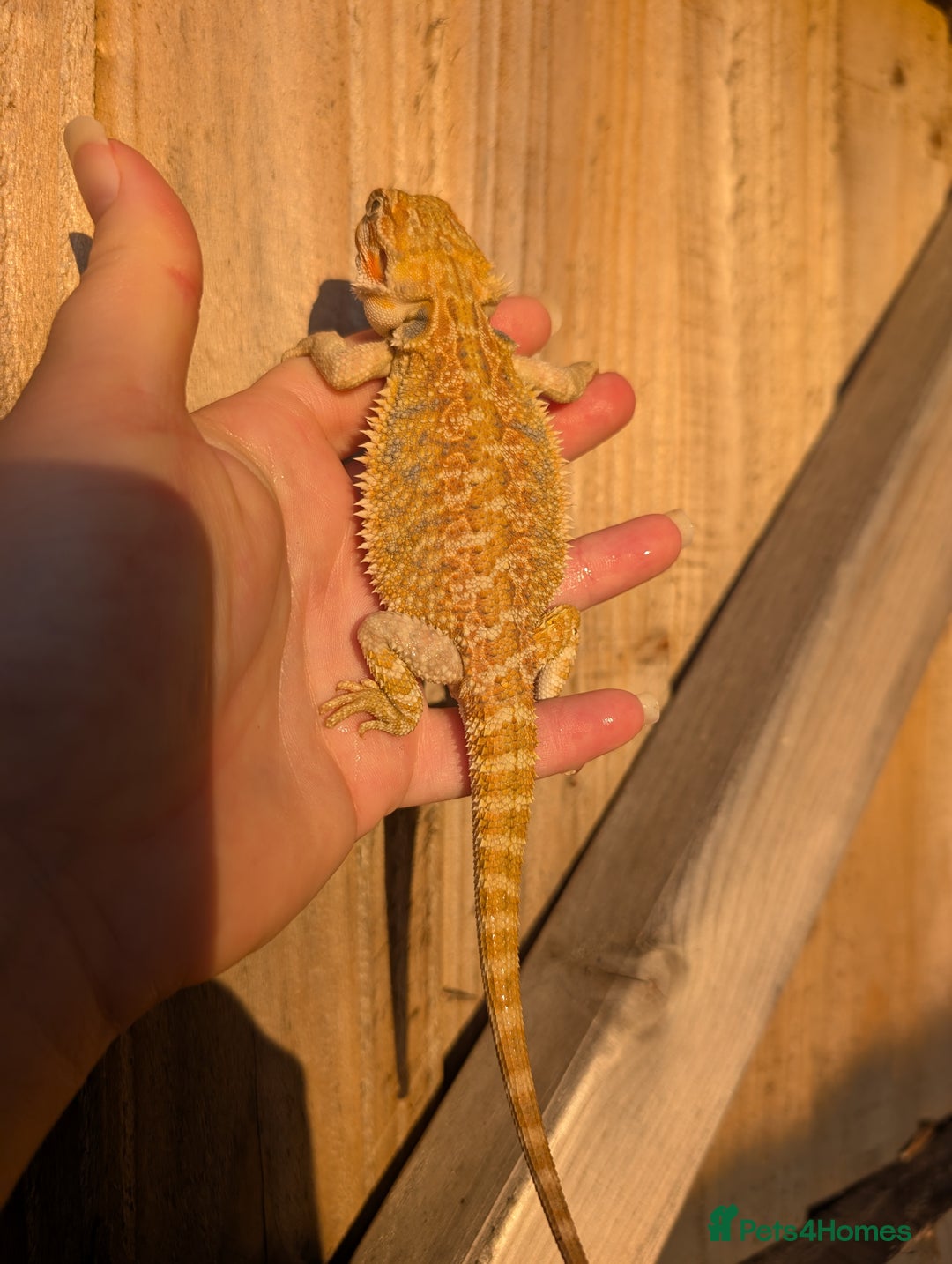 Bearded Dragon reptiles for sale: Baby bearded dragons  - Image 9