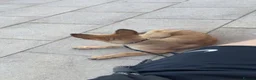 Mixed Breed dogs for sale: 2 x belgian malinois x german sheperd pups in Coventry - Advert 3