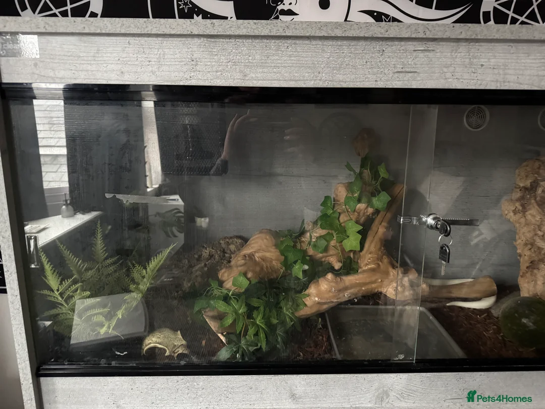 Python Snake reptiles for sale: Blue Eyed Leucitic Royal/Ball Python With Set Up - Advert 7