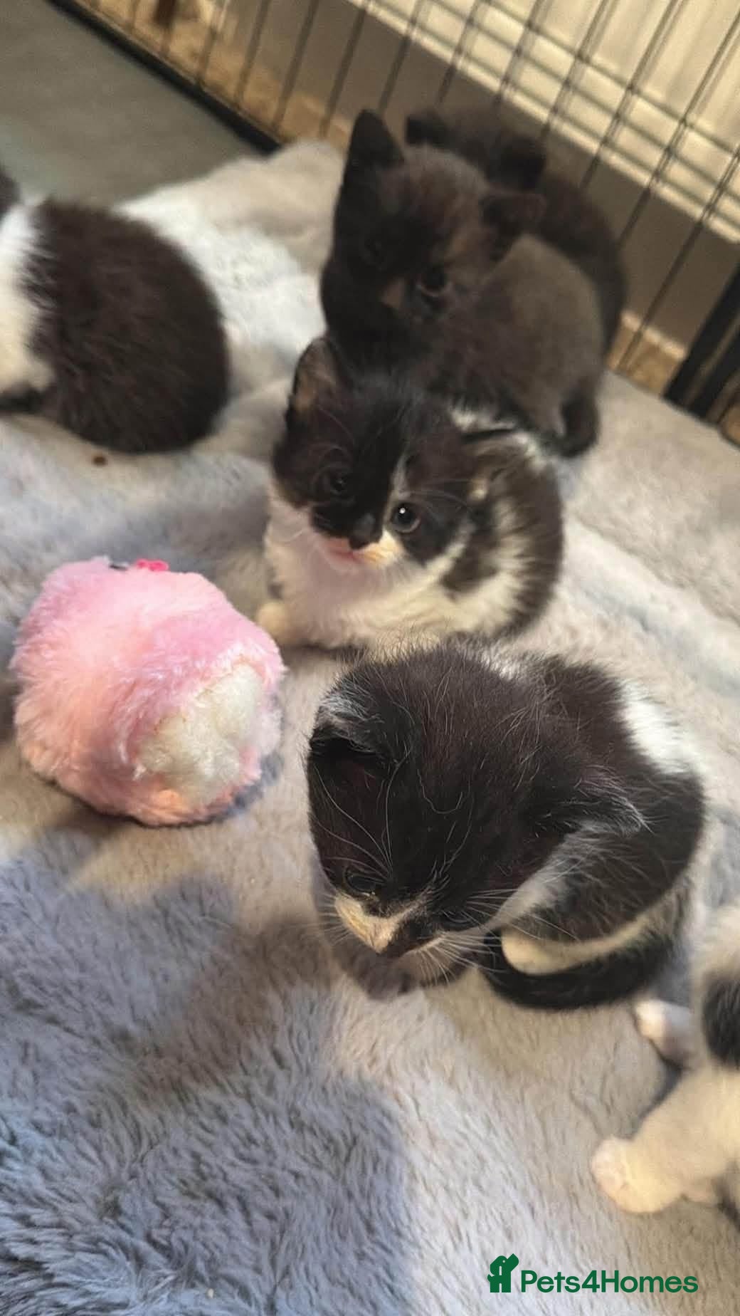 Mixed Breed cats Kittens mixed breed black and white - Advert 1