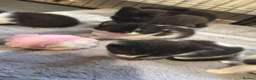 Mixed Breed cats for sale: Kittens mixed breed black and white - Advert 1
