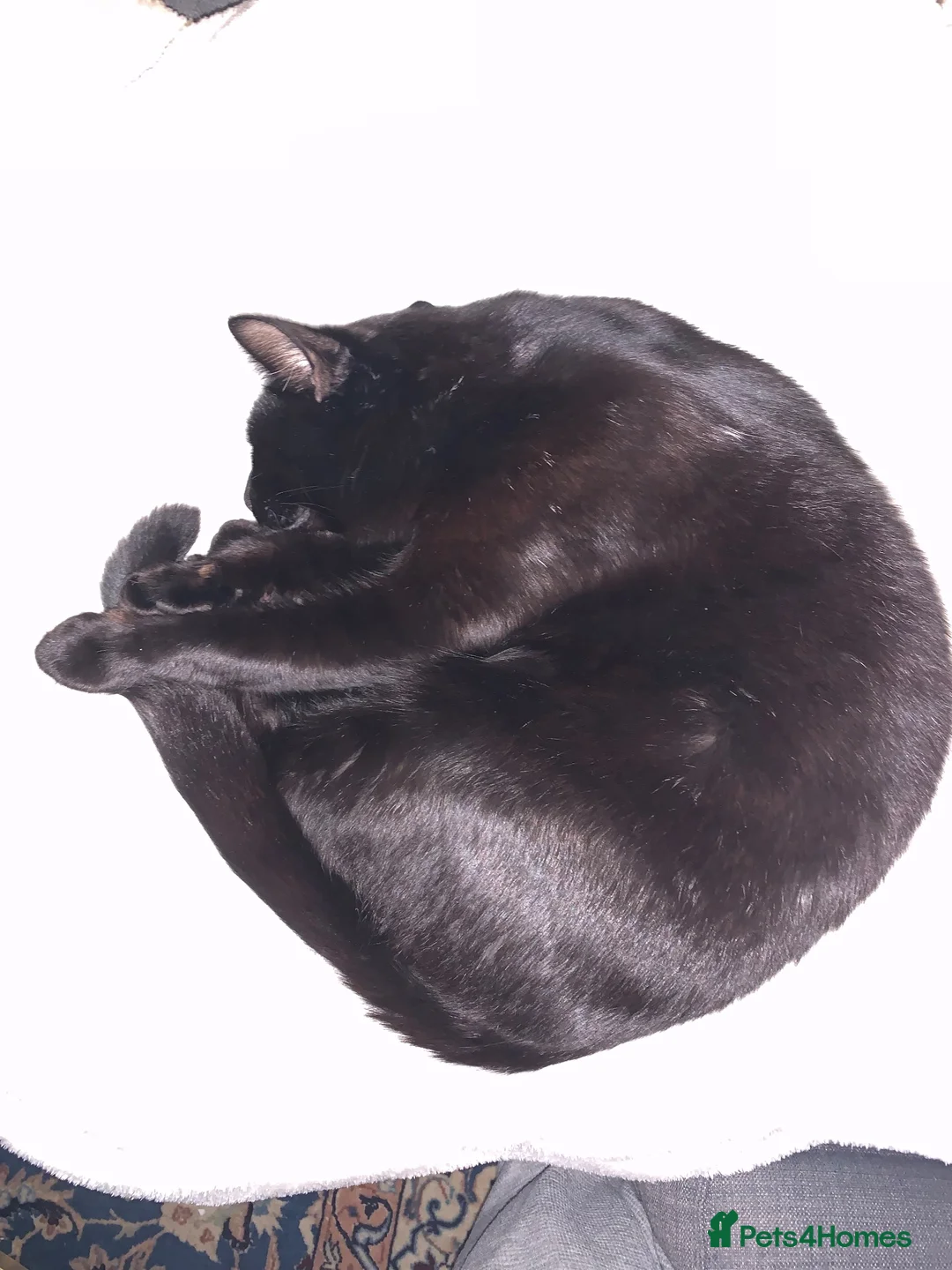 Mixed Breed cats for sale: Jerry in London - Advert 2
