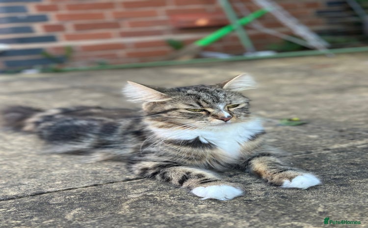 Maine Coon cats Very Cute adorable kitten urgently for sell - Advert 9