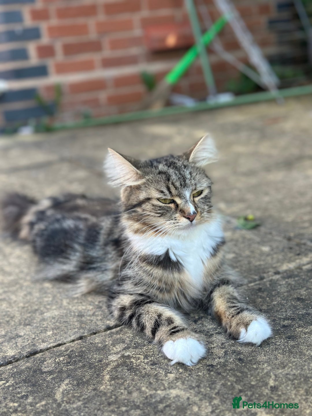 Maine Coon cats for sale: Cute adorable kitten have there own style  - Image 6