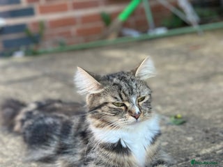 Maine Coon cats Very Cute adorable kitten urgently for sell - Advert 11