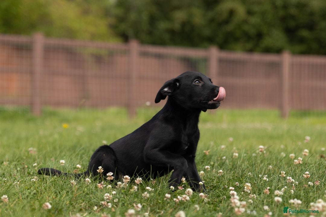 Borador dogs for sale: 🐶 Labrador x Border Collie Puppies – Ready Now!  - Image 10