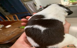 English Springer Spaniel dogs for sale: KC Reg English Springer Spaniel puppies - Image 9