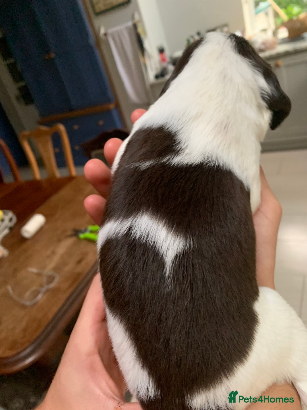 English Springer Spaniel dogs for sale: KC Reg English Springer Spaniel puppies - Image 9