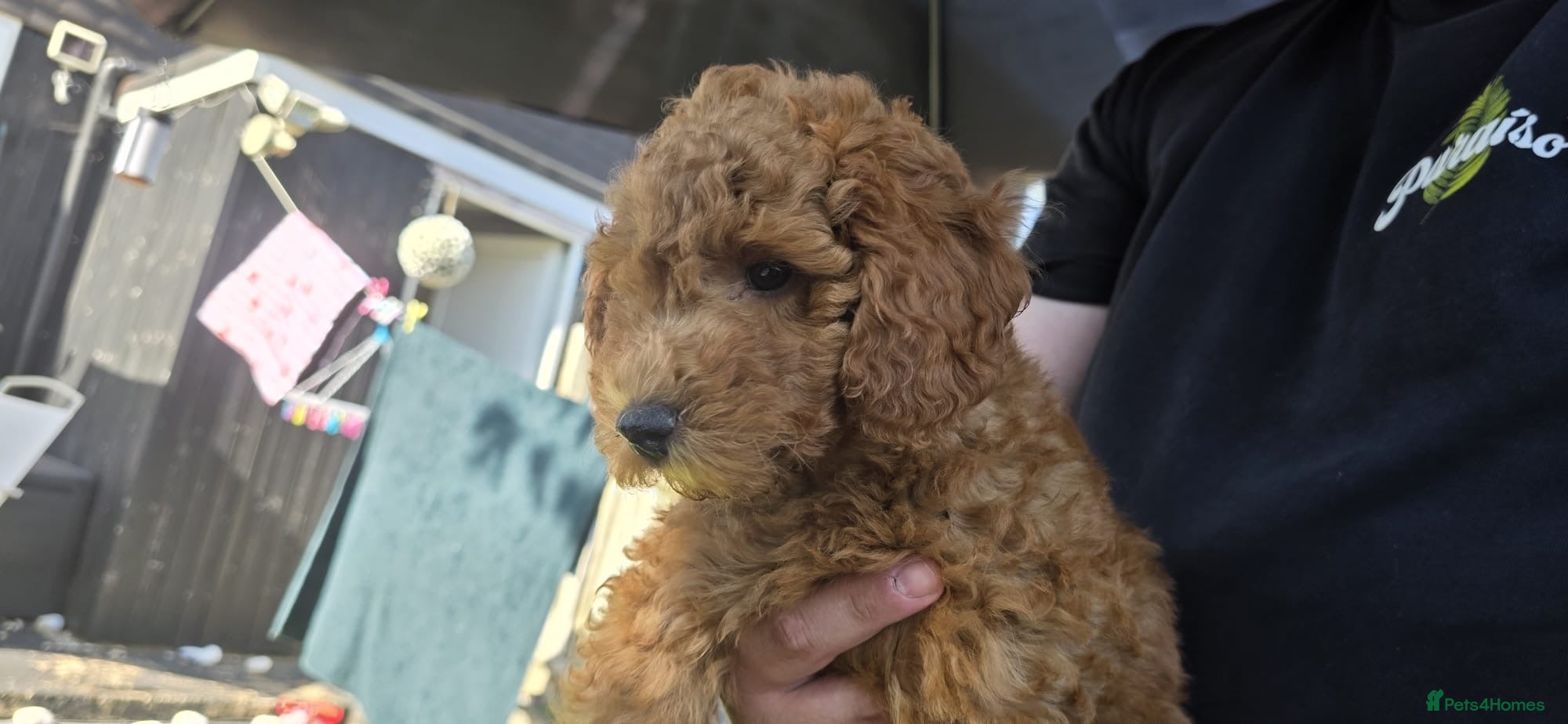 Cavapoo dogs  🩵Red cavapoos, ready to leave🩵 - Advert 2
