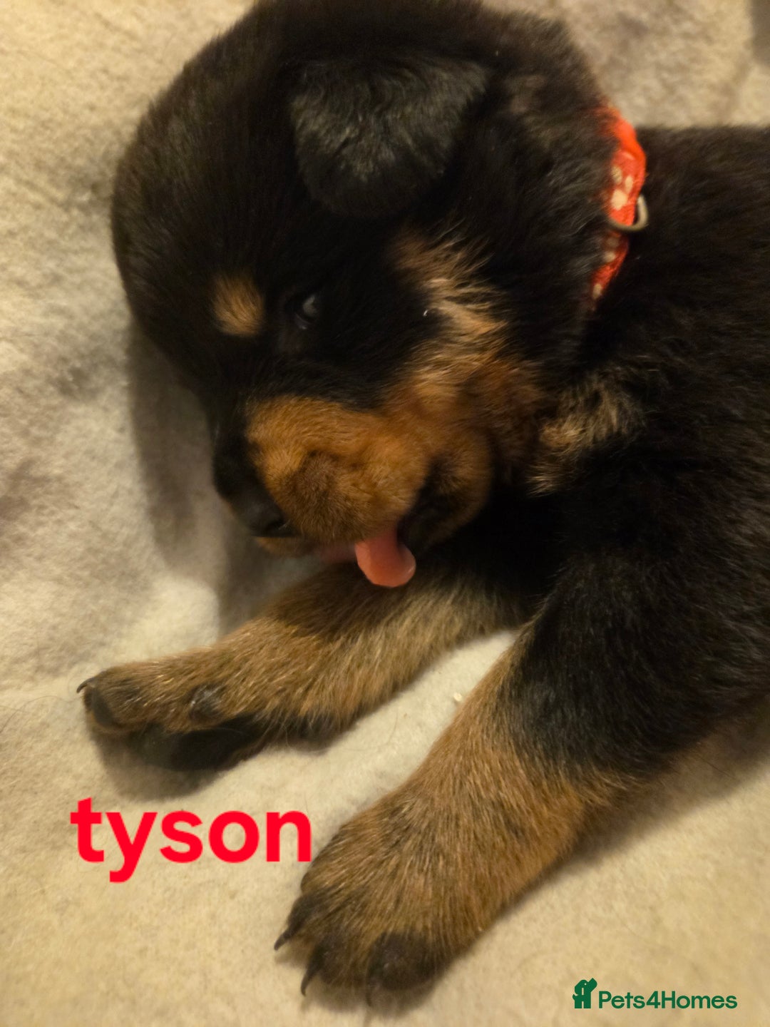 Rottweiler dogs for sale: Rottweiler puppies - Advert 17