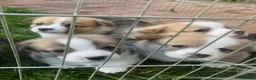 Welsh Corgi Pembroke dogs for sale: Badger needs a home! KC Corgi ready now  - Advert 10